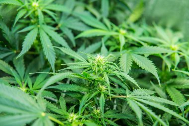 Yaprakların yeşil arka plan. Genç esrar bitki. Kapı kenevir büyümeye. Tıbbi indica Cbd. esrar çiçeklenme başında. İçinde belgili tanımlık ev yasal esrar ekimi.
