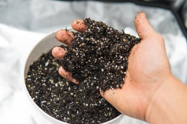 Esrar esrar büyüyen için toprak ile. Doore tıbbi esrar kapalı büyüyen kavramı. Substrat kadar esrar için kapatın. Dünya, perlit ve vermikülit karışımı.