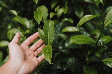 yakın kadar elinde çay bitki yeşil renkli yaprakları