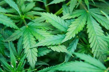 Genç esrar bitki. Esrar çiçeklenme başında. Kuzey ışık zorlanma. Tıbbi indica Cbd ile. Kapı kenevir büyümeye. Yasal esrar ekimi içinde belgili tanımlık ev. Yaprakların yeşil arka plan.