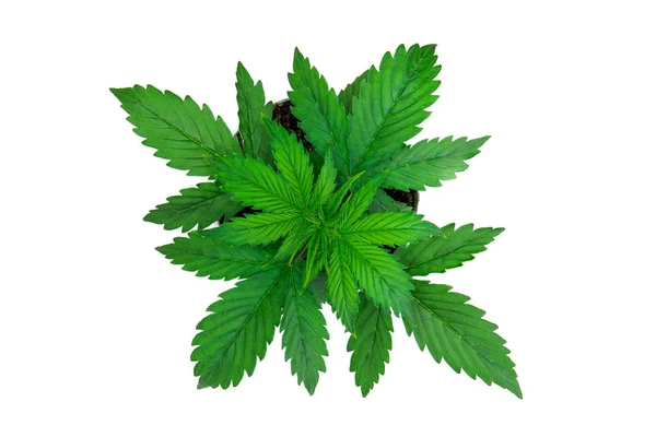 美しい背景 マリファナを葉します 平面図です 白い背景に大麻を分離します 屋内栽培 植物の期間 大麻植物の成長 — ストック写真