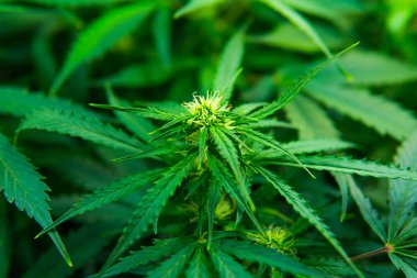 Esrar çiçeklenme başında. Yasal esrar ekimi içinde belgili tanımlık ev. Tıbbi indica Cbd ile. Kapı kenevir büyümeye. Genç esrar bitki. Yaprakların yeşil arka plan.