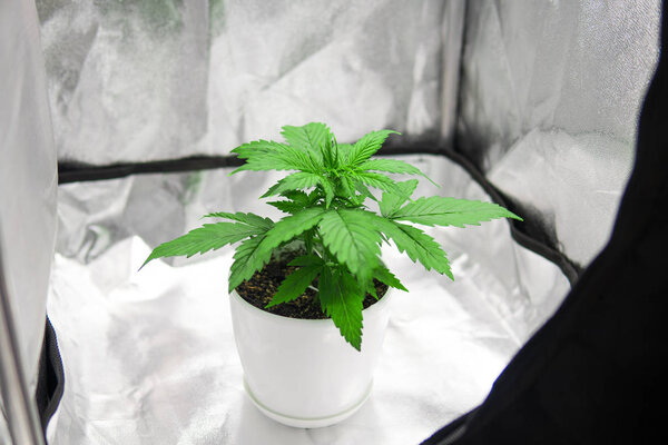 Растение конопли. Вид сверху. Марихуана в палатке для выращивания коробок. Выращивание марихуаны дома в помещении. Растительность конопли растет. Культивация растет под воздействием света
.