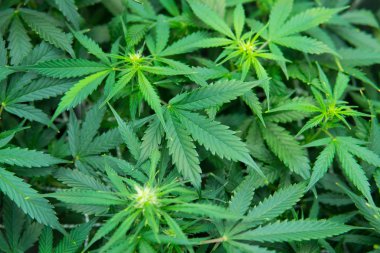 Yaprakların yeşil arka plan. Kapı kenevir büyümeye. Genç esrar bitki. Tıbbi indica Cbd. yasal esrar ekimi içinde belgili tanımlık ev ile. Esrar çiçeklenme başında.