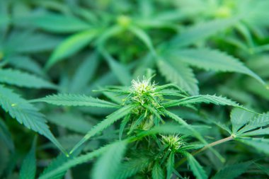 Yaprakların yeşil arka plan. Genç esrar bitki. Kapı kenevir büyümeye. Tıbbi indica Cbd. yasal esrar ekimi içinde belgili tanımlık ev ile. Esrar çiçeklenme başında.
