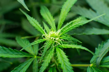 Yasal esrar ekimi içinde belgili tanımlık ev. Tıbbi indica Cbd. Genç esrar bitki ile. Kapı kenevir büyümeye. Esrar çiçeklenme başında. Yaprakların yeşil arka plan.