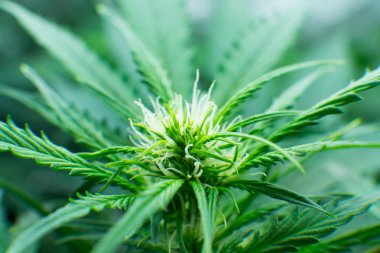 Kapı kenevir büyümeye. Tıbbi indica Cbd. yasal esrar ekimi içinde belgili tanımlık ev ile. Esrar çiçeklenme başında. Yaprakların yeşil arka plan. Genç esrar bitki.