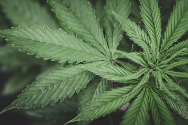 Ev kenevir büyümeye işlemi. Esrar dikim. Makro vurdu. Kapalı büyüyen kenevir çiçek. Yasal eğlence esrar büyümek. Esrar iş.