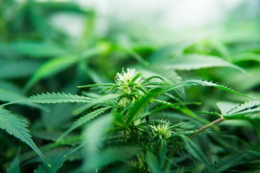 Kapı kenevir büyümeye. Yaprakların yeşil arka plan. Genç esrar bitki. Yasal esrar ekimi içinde belgili tanımlık ev. Cbd. esrar çiçeklenme başında şifalı indica.