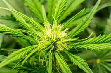 Genç esrar bitki. Kapı kenevir büyümeye. Tıbbi indica Cbd. yasal esrar ekimi içinde belgili tanımlık ev ile. Esrar çiçeklenme başında. Yaprakların yeşil arka plan.