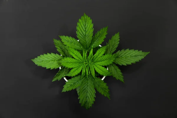 Indoor cultivation. Cannabis Plant Growing. Top view. vegetation period Marijuana leaves, cannabis on a dark background. beautiful background.
