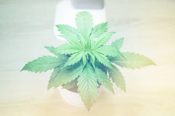 Marijuana leaves. Cannabis Plant Growing. Vegetation period. Growing marijuana at home. Cannabis Plant Growing.
