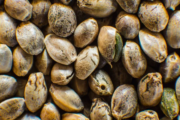 Mnoho semen konopí. Organických semen konopí. Pohled shora. Makro detail marihuany semena. Konopí semena pozadí v makru. — Stock fotografie