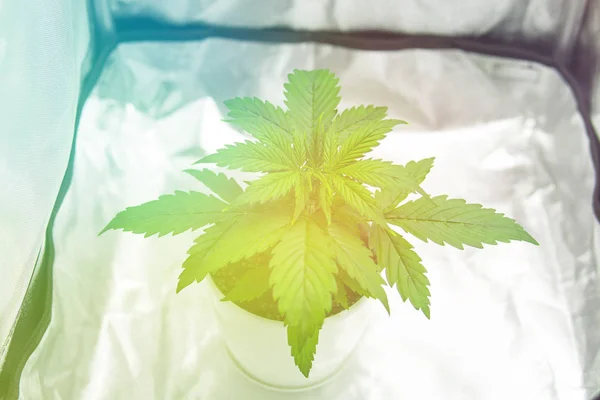 Close up. Growing marijuana at home Indoor. Cannabis Plant Growing. Marijuana in grow box  tent. Cultivation growing under led light. Vegetation of Cannabis Growing.