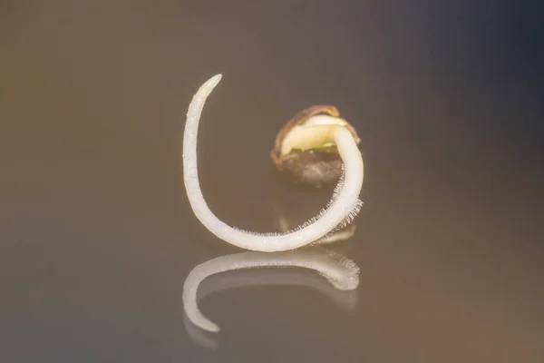 Venta de semillas de cannabis. Cáñamo flotante. Macro foto cultivo semillas. semillas de cannabis cultivadas  . — Foto de Stock