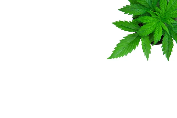 マリファナを葉します。平面図です。白い背景に大麻を分離します。領域をコピーします。屋内栽培。植物の期間。成長大麻植物。美しい背景. — ストック写真