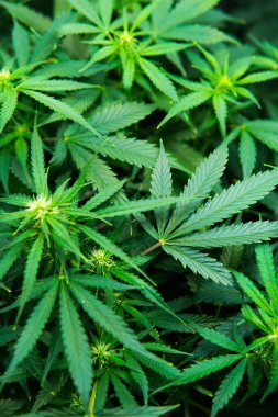 Tıbbi indica Cbd. Genç esrar bitki ile. Kapı kenevir büyümeye. Yaprakların yeşil arka plan. Yasal esrar ekimi içinde belgili tanımlık ev. Dikey Insta resim.