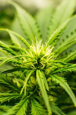 Esrar çiçeklenme başında. Genç esrar bitki. Yaprakların yeşil arka plan. Kapı kenevir büyümeye. Cbd. dikey Insta resim ile tıbbi indica.