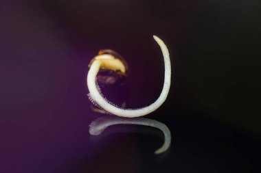 Kenevir tohumu satışı. Vurgulama kenevir. Makro fotoğraf ekimi tohumları. Kenevir tohumu ekili . 