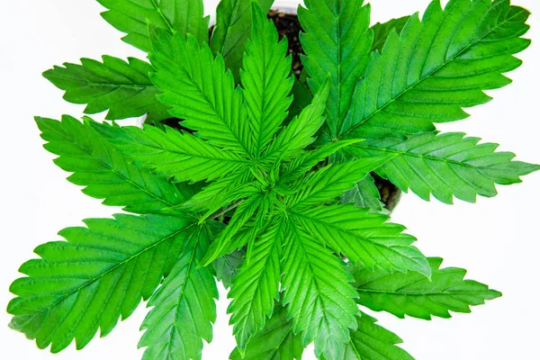 Bovenaanzicht. Cannabis op een witte achtergrond isoleren. Binnen kweek. Vegetatie periode. Cannabisplant groeit. Mooie achtergrond. Marihuana bladeren. — Stockfoto