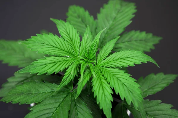 Vegetation period. Indoor cultivation. Close up. Marijuana leaves. Cannabis Plant Growing. Cannabis on a black background isolate. Beautiful background.