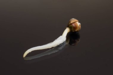 yakın çekim makro. Kenevir tohumu satışı. Vurgulama kenevir. Makro fotoğraf ekimi tohumları. Kenevir tohumu ekili. Germinated kenevir tohumu. 