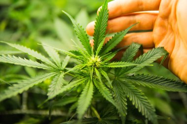 Tıbbi indica Cbd ile. Kapı kenevir büyümeye. Esrar çiçeklenme başında. Yasal esrar ekimi içinde belgili tanımlık ev. Yaprakların yeşil arka plan. Genç esrar bitki.