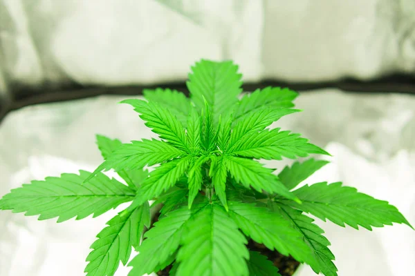 Growing marijuana at home Indoor. Cannabis Plant Growing. Vegetation of Cannabis Growing. Marijuana in grow box tent.