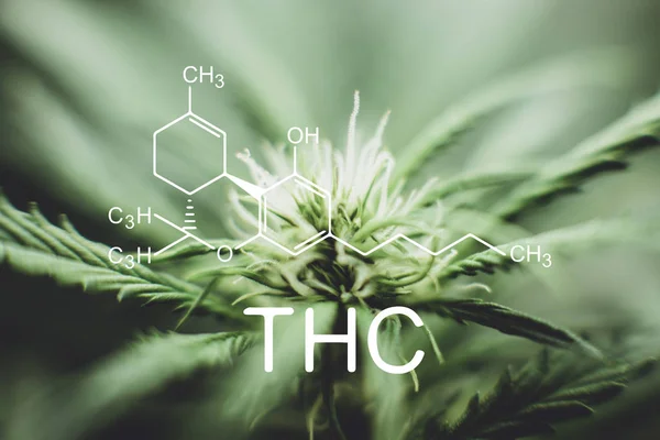 THC. Planta de cannabis joven. En la puerta crecer cáñamo. Cultivo legal de marihuana en el hogar. tetrahidrocannabinol — Foto de Stock