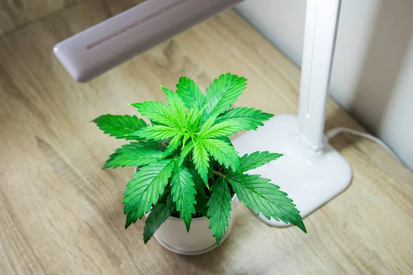 Vegetation period. Indoor cultivation concept of growing under artificial light. Close up. Marijuana leaves. Cannabis on on the table. Growing marijuana at home. Cannabis Plant Growing.