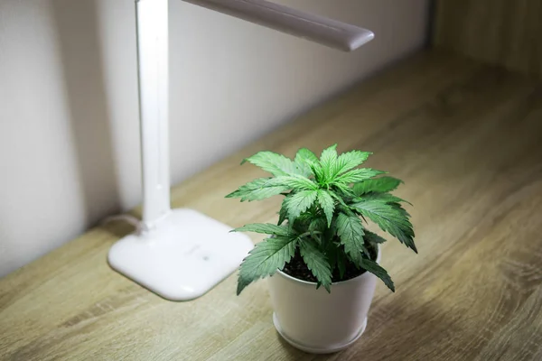 Cannabis Plant Growing. Close up. Marijuana leaves. Growing marijuana at home Indoor. Indoor cultivation concept of growing under led light. Vegetation of Cannabis Growing.