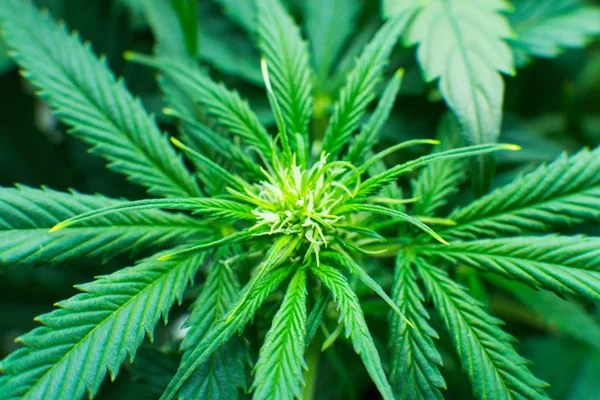 Tıbbi indica Cbd. esrar çiçeklenme başında. Yasal esrar ekimi içinde belgili tanımlık ev. Kuzey ışık zorlanma. Kapı kenevir büyümeye. Yaprakların yeşil arka plan. Genç esrar bitki.