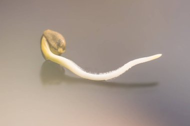 Makro fotoğraf ekimi tohumları. Kenevir tohumu filizlenme. Kenevir tohumu. Germinated kenevir tohumu. 