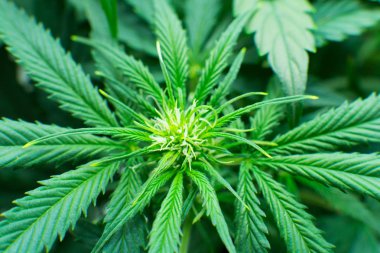 Tıbbi indica Cbd. yasal esrar ekimi içinde belgili tanımlık ev ile. Esrar çiçeklenme başında. Kuzey Işık zorlanma. Kapı kenevir büyümeye. Yaprakların yeşil arka plan. Genç esrar bitki.