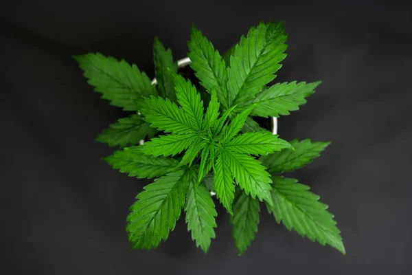 Top view. Indoor cultivation. Vegetation period. Cannabis Plant Growing. Beautiful background. Cannabis on a black background isolate. Marijuana leaves.