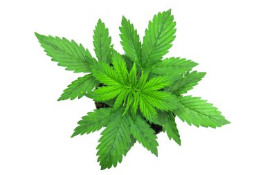 Üstten Görünüm. Kapalı ekimi. Büyüyen esrar bitki. Bitki örtüsü dönemi. Esrar bırakır. Beyaz bir arka plan üzerinde esrar. Güzel arka plan.