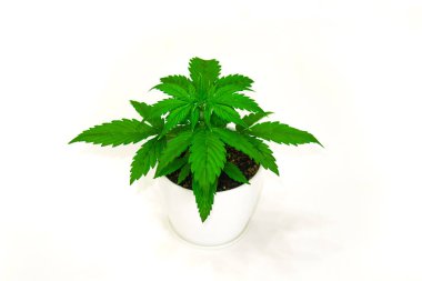 Kapalı ekimi. Bitki örtüsü dönemi. Büyüyen esrar bitki. Güzel arka plan. Beyaz bir arka plan üzerinde esrar yalıtmak. Esrar bırakır. Yakın çekim.