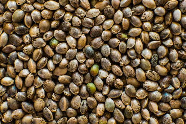 Hennep zaden achtergrond in de macro. Bovenaanzicht. Veel wietzaden. Macro detail van marihuana zaad. Biologische hennepzaad. — Stockfoto