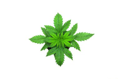 Üstten Görünüm. Kapalı ekimi. Büyüyen esrar bitki. Bitki örtüsü dönemi. Esrar bırakır. Beyaz bir arka plan üzerinde esrar. Güzel arka plan.