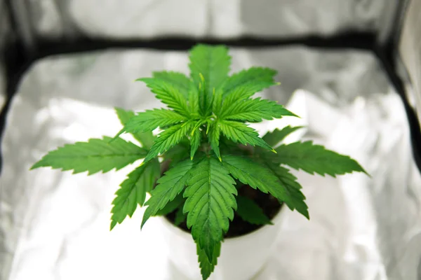 Cannabis Plant Growing. Close up. Marijuana in grow box tent . Growing marijuana at home Indoor. cultivation growing under led light. Vegetation of Cannabis Growing.
