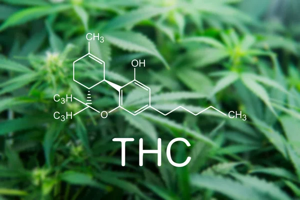 THC. Young cannabis plant. Green background of leaves. Medicinal indica with CBD. Legal Marijuana cultivation in the home. tetrahydrocannabinol