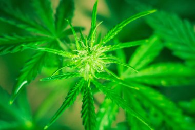 Ot dikim. Yeşil arka plan. Esrar çiçekler. Esrar ve bitkiler kapatın. Tıbbi esrar ve marihuana yasallaştırma. Esrar bırakır. Büyüyen kapalı ekimi.