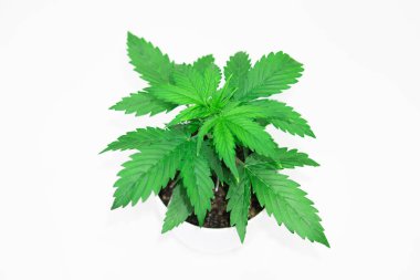 Kapalı ekimi. Bitki örtüsü dönemi. Büyüyen esrar bitki. Güzel arka plan. Beyaz bir arka plan üzerinde esrar yalıtmak. Esrar bırakır. Yakın çekim.