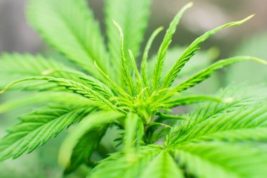 Esrar operasyonu büyümek. Esrar dikim. Kapalı büyüyen esrar çiçek. Makro vurdu. Esrar iş. Ev Grow yasal eğlence kenevir.