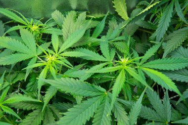 Yasal esrar ekimi içinde belgili tanımlık ev. Esrar çiçeklenme başında. Kapı kenevir büyümeye. Yaprakların yeşil arka plan. Genç esrar bitki. Cbd ile tıbbi indica.