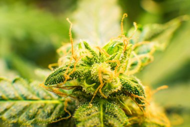 Genç esrar bitki. Trichomes esrar çiçek Thc ve Cbd. tıbbi indica Cbd. makro ile esrar tomurcuğu vurdu. Çiçek yeşil arka plan.