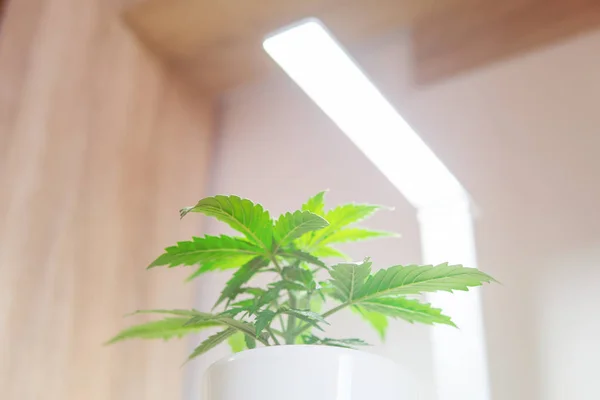 Περίοδος βλάστησης. Ανάπτυξη της μαριχουάνα στο σπίτι. Κοντινό πλάνο. Εσωτερική καλλιέργεια έννοια του μεγαλώνει κάτω από το τεχνητό φως. Καλλιέργεια φυτών κάνναβης. Μαριχουάνα φύλλα. — Φωτογραφία Αρχείου
