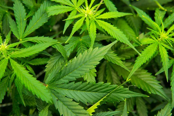 Kapı kenevir büyümeye. Tıbbi indica yaprakların Cbd. yeşil arka plan ile. Esrar çiçeklenme başında. Genç esrar bitki. İçinde belgili tanımlık ev yasal esrar ekimi.