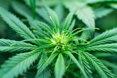 Esrar çiçeklenme başında. Yaprakların yeşil arka plan. Tıbbi indica Cbd. Kuzey Işık zorlanma ile. Genç esrar bitki. Yasal esrar ekimi içinde belgili tanımlık ev. Kapı kenevir büyümeye.