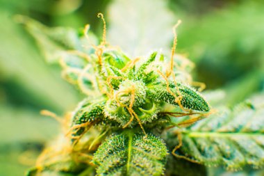 Yeşil renkli çiçek. Trichomes Thc ve Cbd. Genç esrar esrar çiçek bitki. Esrar bud Cbd. makro çekim ile tıbbi indica.
